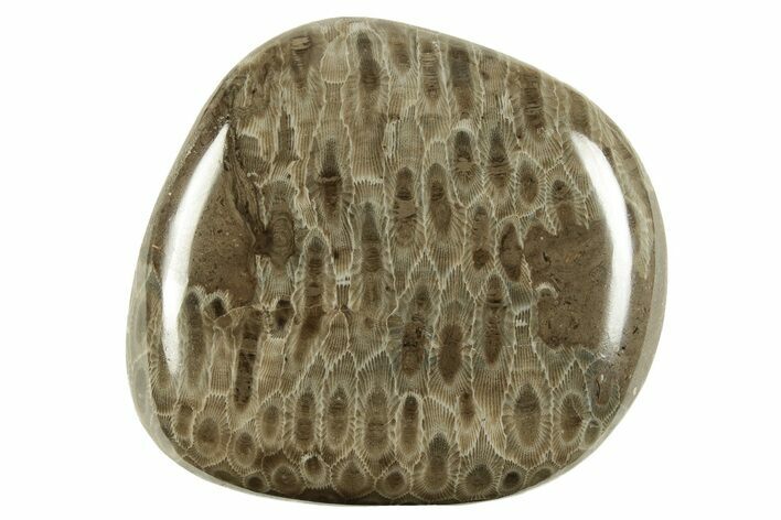 Large, Polished Petoskey Stone (Fossil Coral) - Michigan #255169